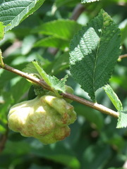 Eriosoma lanuginosum