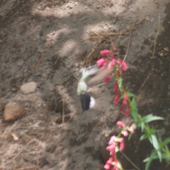 Lampornis clemenciae