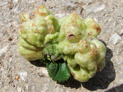 Eriosoma lanuginosum