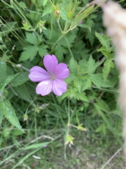Geranium × oxonianum