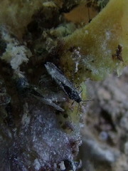 Eriosoma lanuginosum