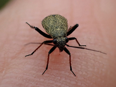 Orthocephalus saltator