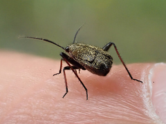 Orthocephalus saltator