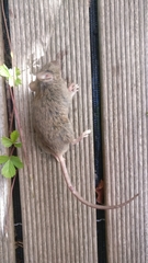 Mus musculus