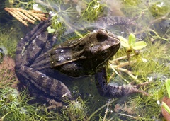 Rana temporaria