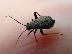 Orthocephalus saltator