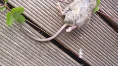 Mus musculus