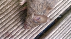 Mus musculus