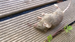 Mus musculus