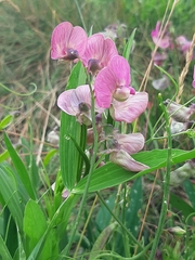 Lathyrus sylvestris