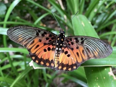 Pseudacraea boisduvalii