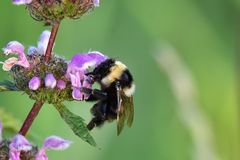Bombus subterraneus