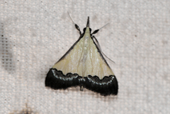 Autocharis