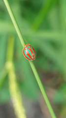 Hemisphaerius formosus