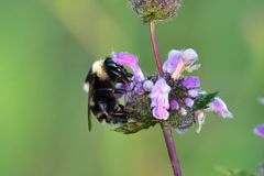 Bombus subterraneus