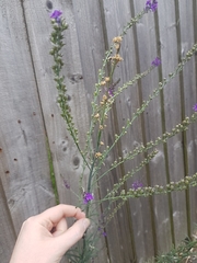 Linaria purpurea