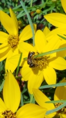 Halictus poeyi