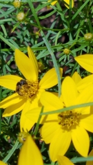 Halictus poeyi