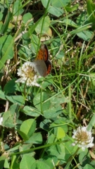 Lycaena phlaeas hypophlaeas