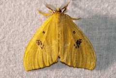 Conigephyra citrona