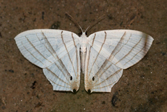 Dissoprumna erycinaria