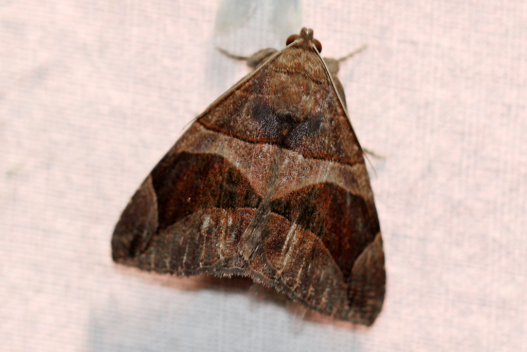 Dysgonia conjunctura