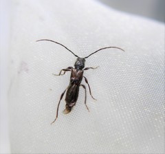 Molorchus umbellatarum