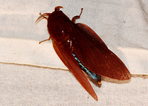 Gonometa nysa