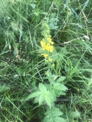 Agrimonia eupatoria