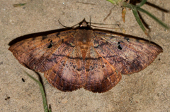 Hypopyra capensis