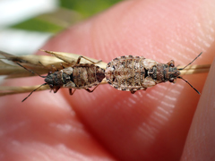 Nithecus jacobaeae