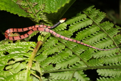 Siphlophis compressus