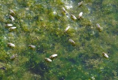 Ephydra