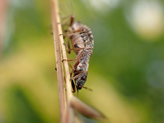 Nithecus jacobaeae