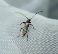 Molorchus umbellatarum