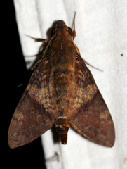 Nephele monostigma