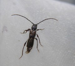 Molorchus umbellatarum