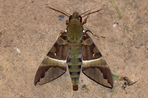 Whitebanded Nephele