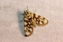 Obtusipalpis pardalis