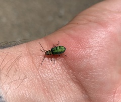 Trirhabda flavolimbata