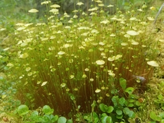 Splachnum luteum