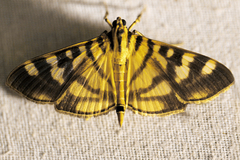 Syllepte butlerii