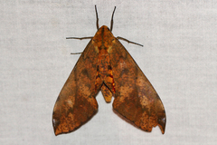 Platysphinx piabilis