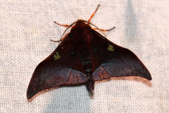 Plegapteryx anomalus