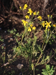 Senecio abruptus