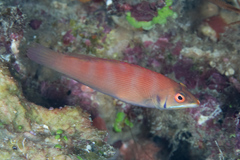 Pseudocheilinus evanidus