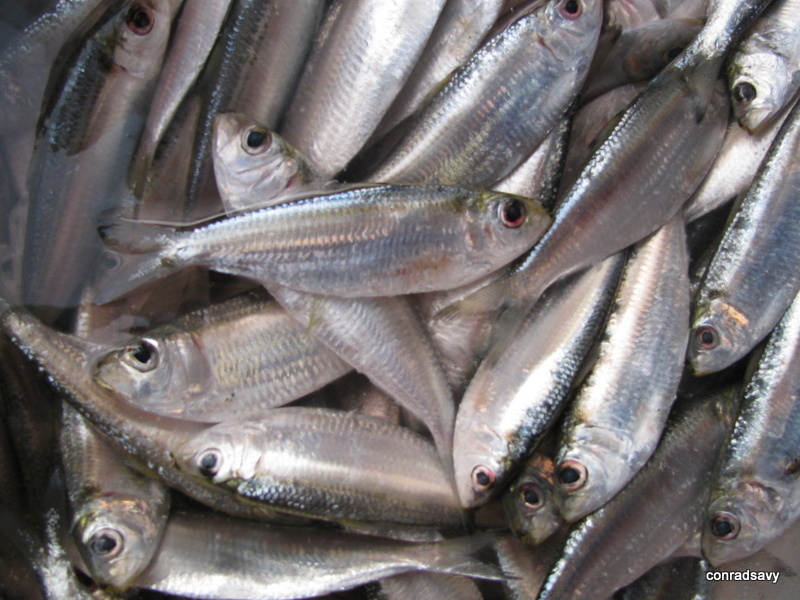 Freshwater Sardinella
