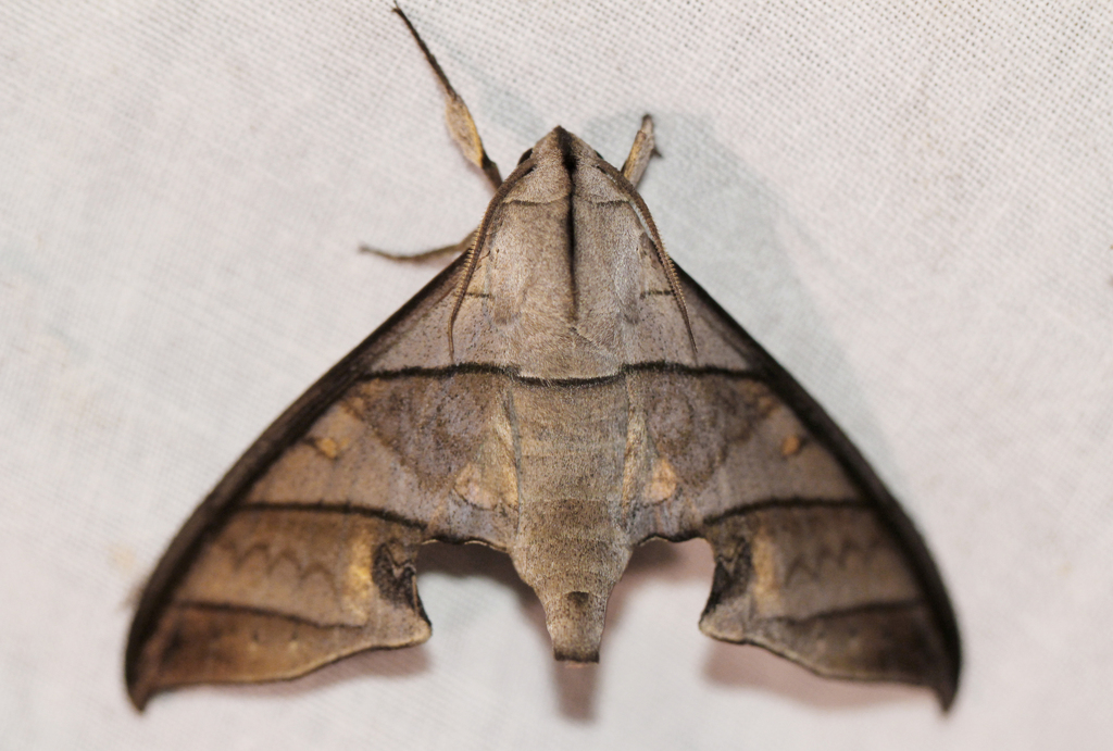 Polyptychus trisecta