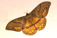 Pseudantheraea discrepans
