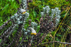 Lasiocephalus ovatus